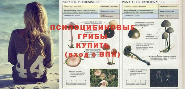 спайс Аркадак